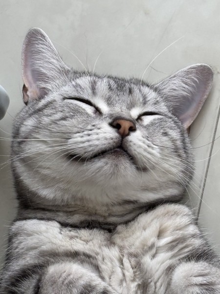 猫 アメリカンショートヘア ペロの写真