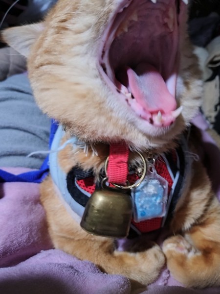 猫 茶トラ りんの写真