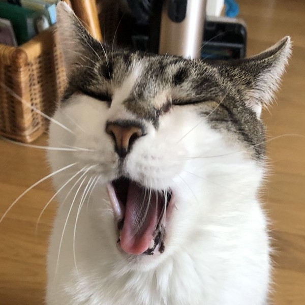 猫 雑種（ミックス） ラブの写真