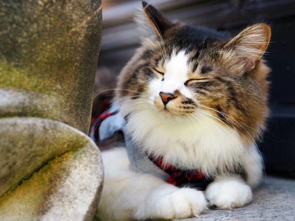 猫 雑種（ミックス） ちぃたろうの写真