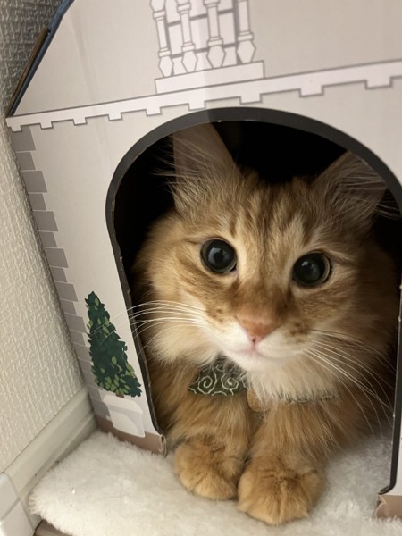 猫 茶トラ 茶々丸の写真