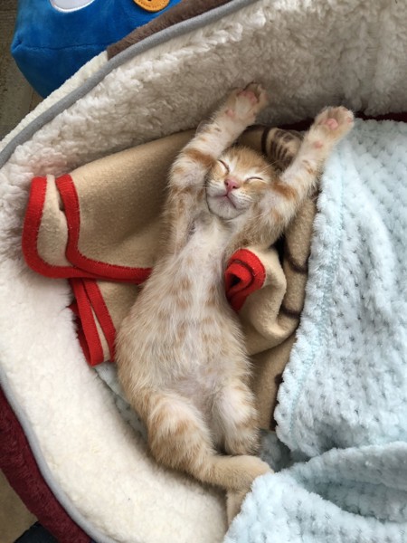 猫 茶トラ マロンちゃんの写真