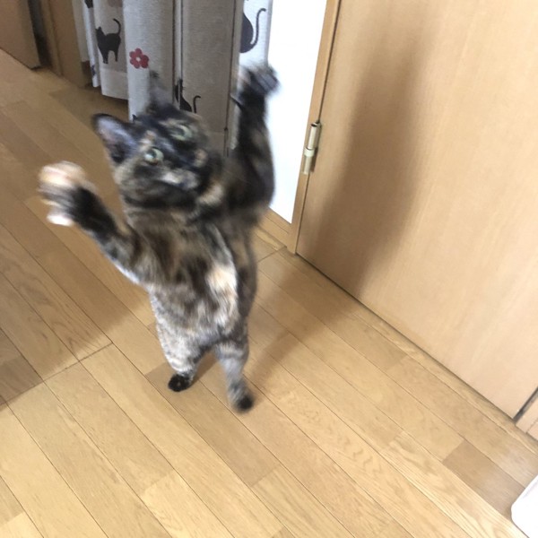 猫 サビ猫 ポンちゃんの写真