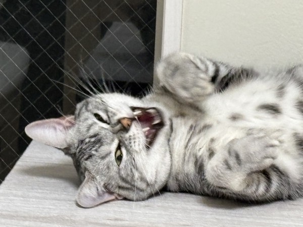 猫 アメリカンショートヘア ぺロちゃんの写真