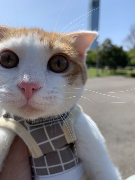 猫 スコティッシュフォールド ぽこの写真