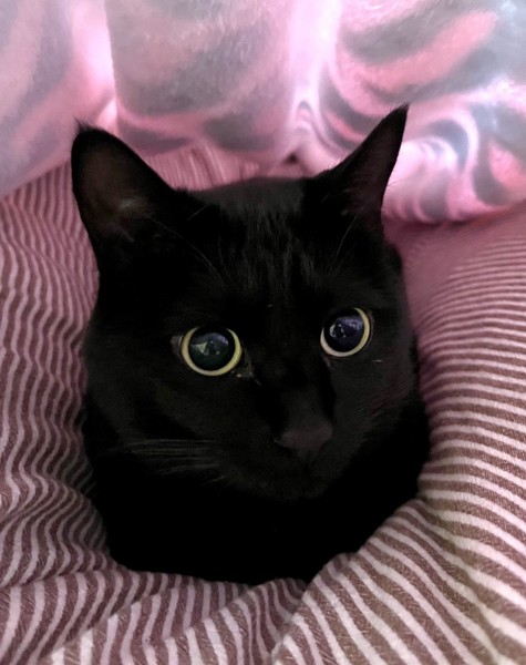 猫 黒猫 アルの写真