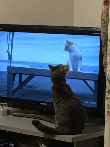 猫 ミックス りるの写真