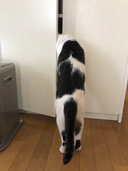 猫 雑種（ミックス） ラブの写真