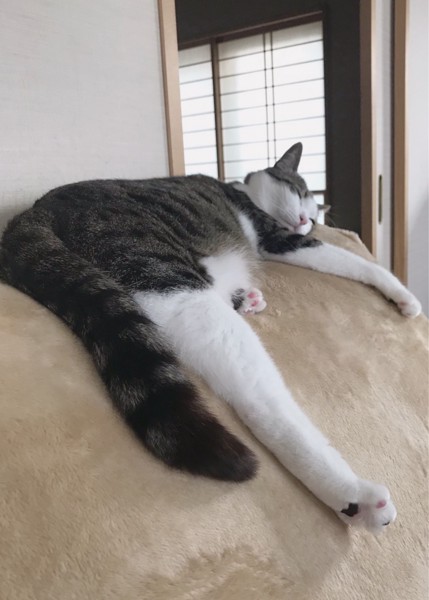 猫 キジシロ マルクの写真