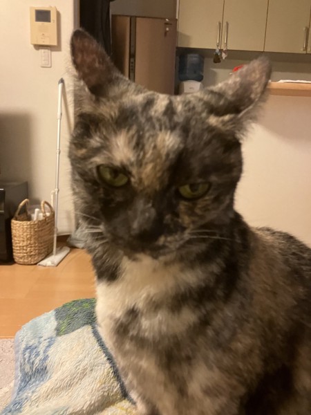 猫 サビ猫 うみの写真