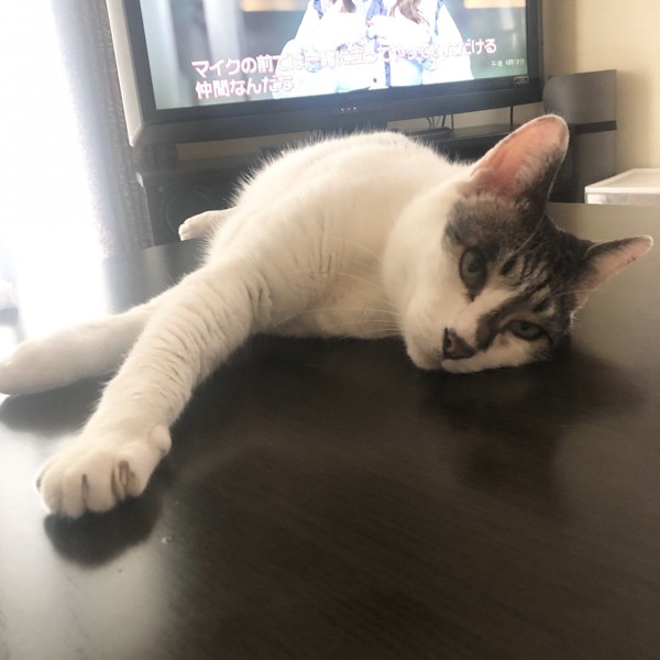猫 雑種（ミックス） ラブの写真