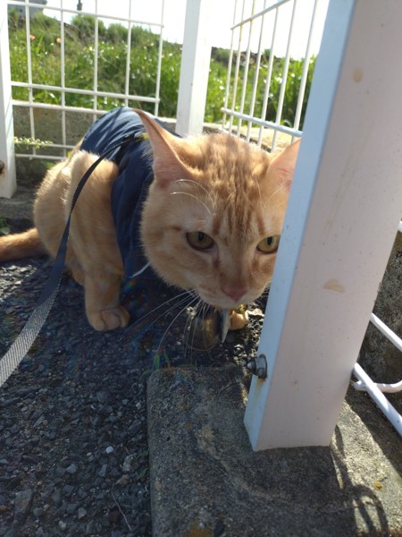 猫 茶トラ りんの写真
