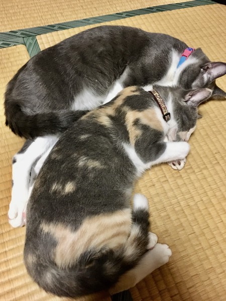 猫 雑種 コロちゃん・ゴロちゃんの写真