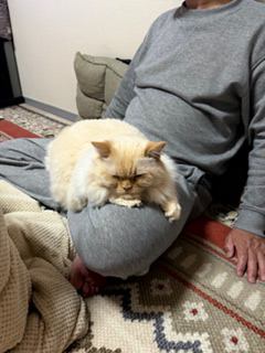 猫 ヒマラヤン ロッキーの写真