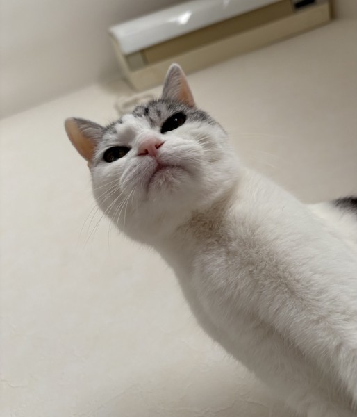 猫 サバシロ もーしゃんの写真