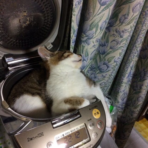 猫 茶ブチ ちゃあの写真