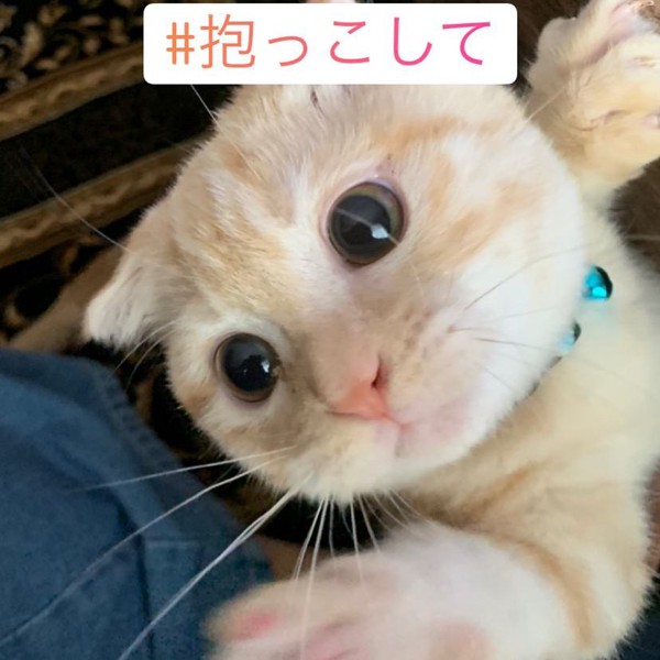 猫 マンチカン 寅男の写真