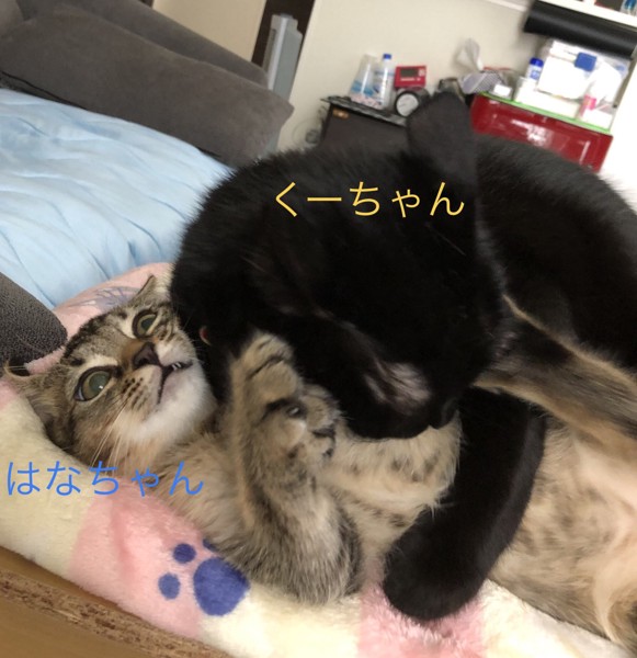 猫 マンチカン くーちゃん&はなちゃんの写真