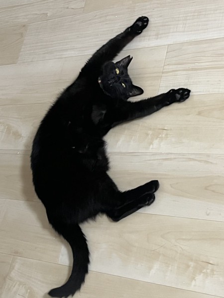 猫 黒猫 キキの写真