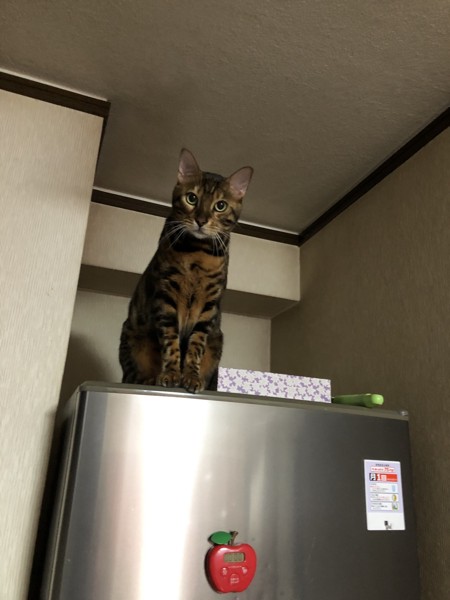 猫 ベンガル ottoの写真