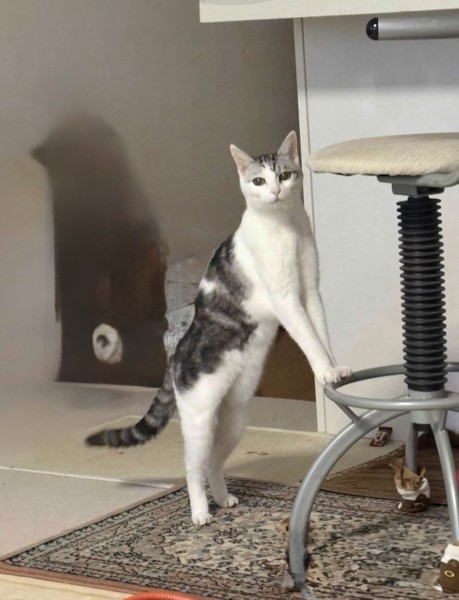 猫 サバシロ もーしゃんの写真