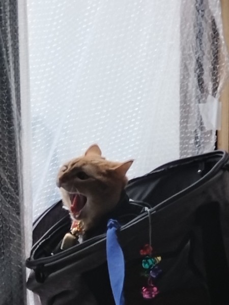 猫 茶トラ りんの写真