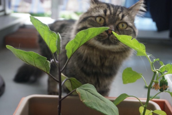 猫 ミックス ぎんちゃんの写真