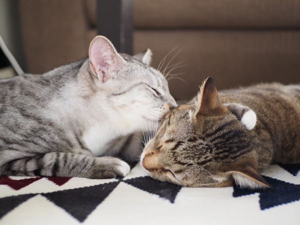 猫 キジトラ 虎（トラ）と景（カゲ）の写真