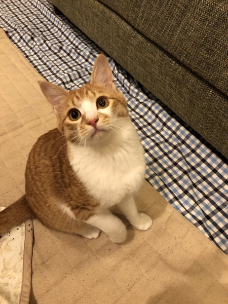 猫 茶白トラ マロンの写真