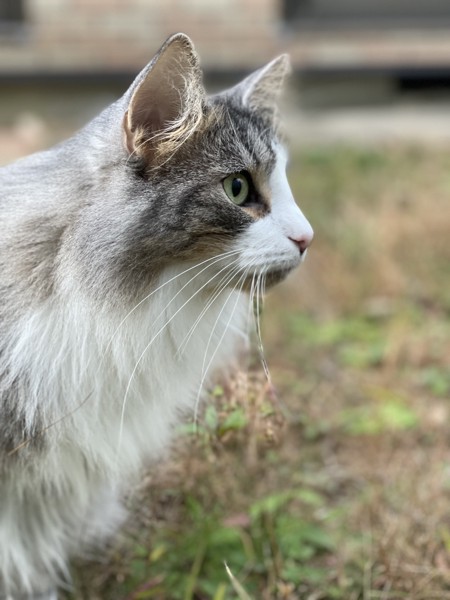 猫 ノルウェージャンフォレストキャット プルの写真