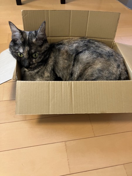 猫 サビ猫 うみの写真