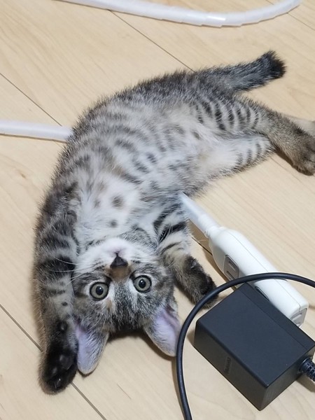 猫 キジトラ ザビィの写真