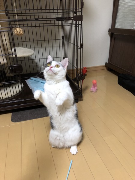 猫 スコティッシュフォールド りこちゃんの写真