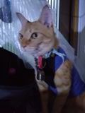 猫 茶トラ りんの写真