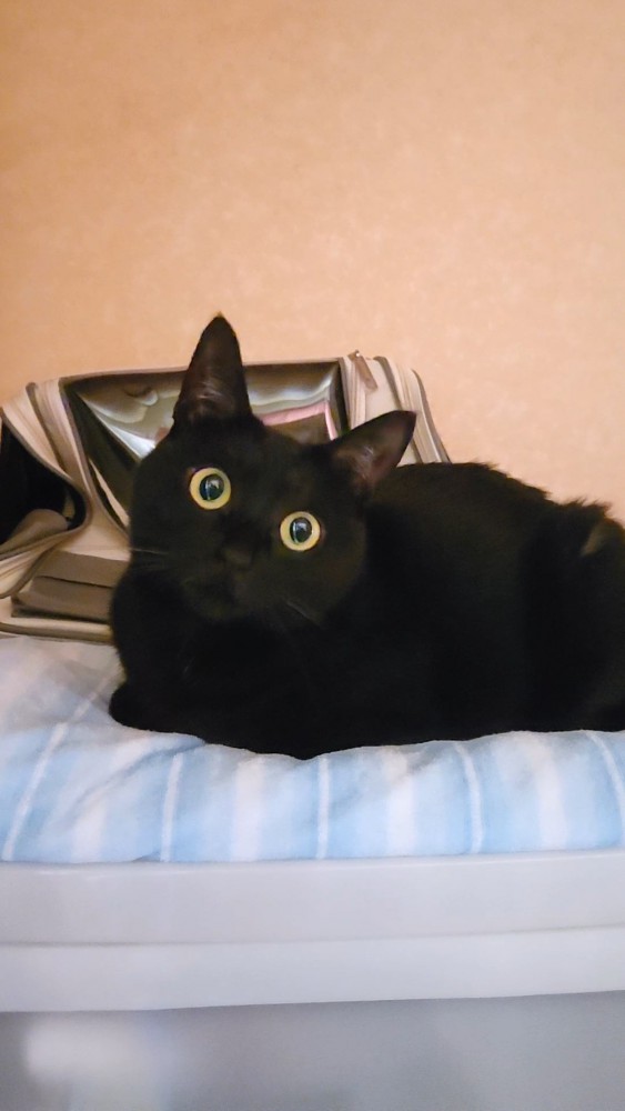 猫 黒猫 ルナちゃんの写真