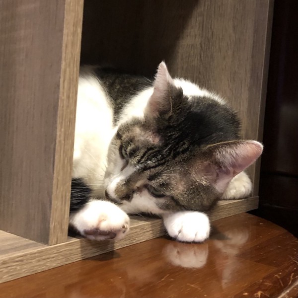 猫 雑種（ミックス） ラブの写真