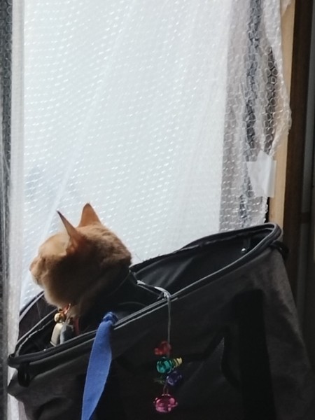 猫 茶トラ りんの写真