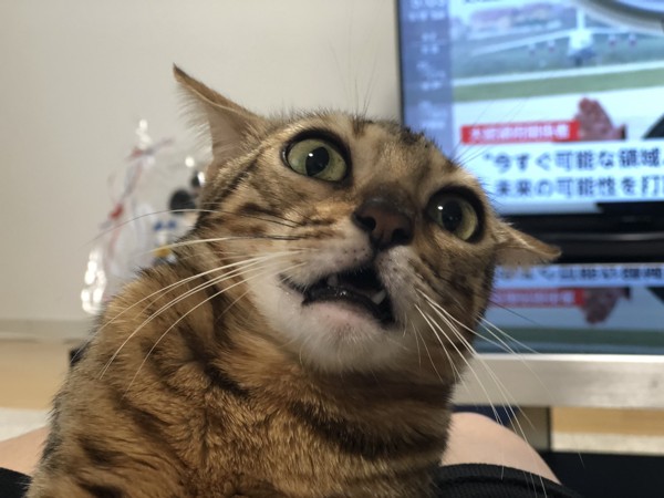 恐怖の顔をする猫