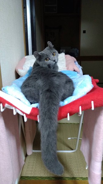 猫 キンカロー メイメイの写真