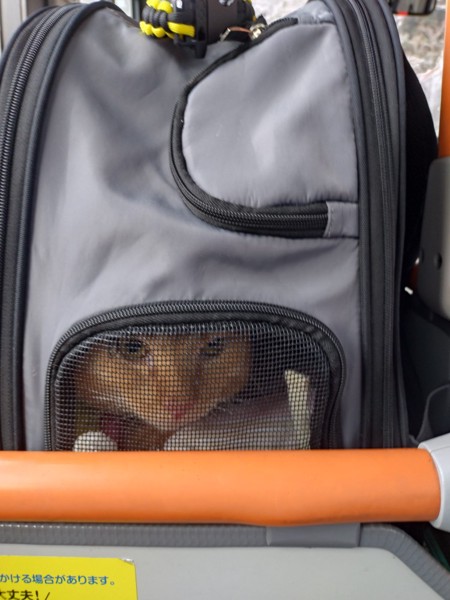 猫 茶トラ りんの写真