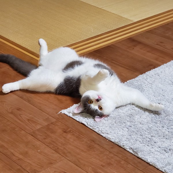 猫 ブリティッシュショートヘア ふくの写真