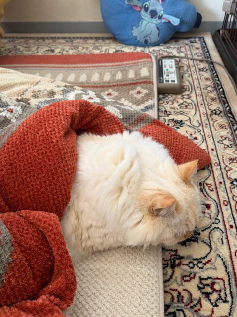 猫 ヒマラヤン ロッキーの写真