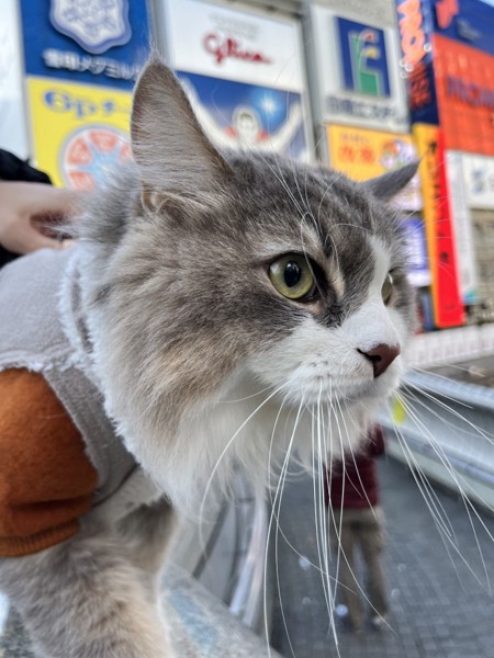 猫 雑種（ミックス） ルークの写真