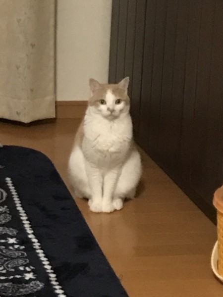 猫 雑種（ミックス） まろんの写真