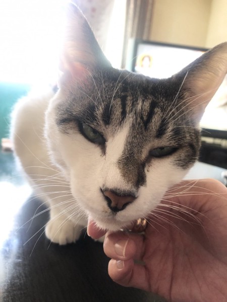 猫 雑種（ミックス） ラブの写真