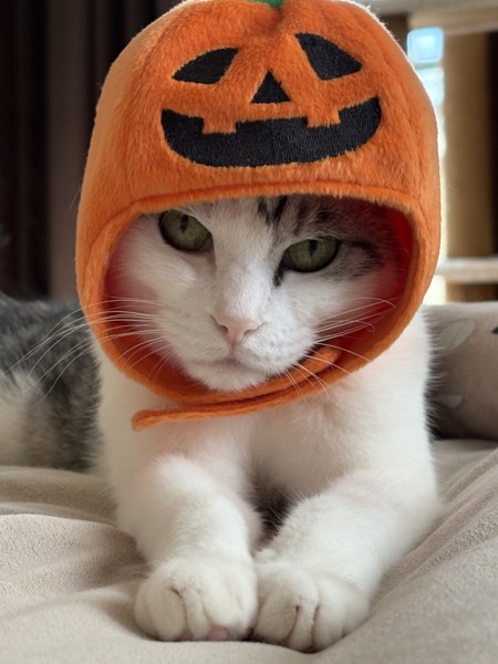 猫 サバシロ もーしゃんの写真