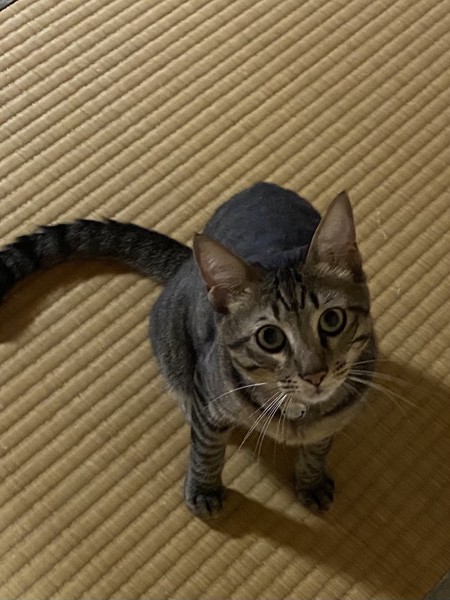 猫 キジトラ リキの写真