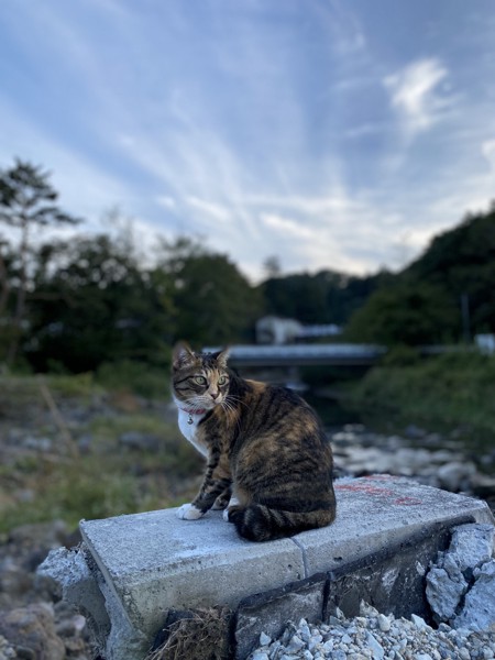 猫 雑種 たまの写真