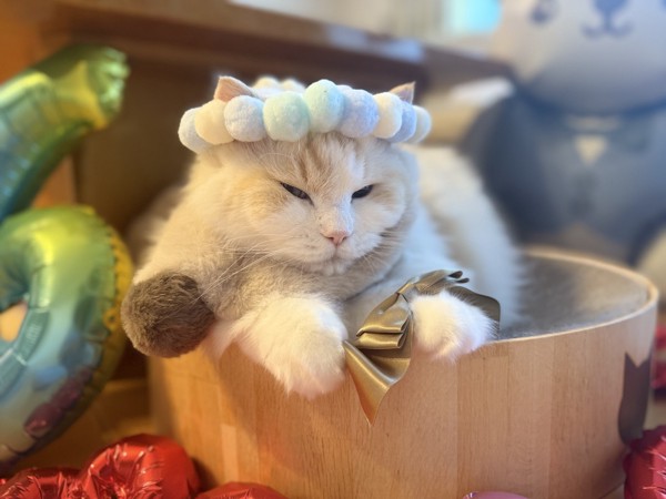 猫 アメリカンショートヘア タンザナイトの写真