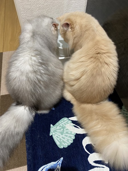 猫 セルカークレックス ノアとメルルの写真